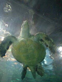 ���Ȃ��퐅����