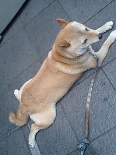 �����̃L���[�e�B�[